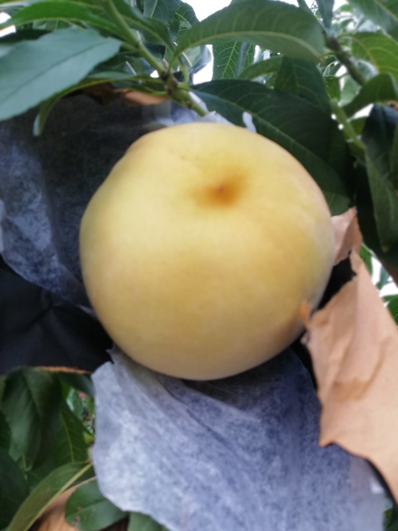 毛桃，黄金蜜四号