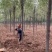 【山东苗圃直发】白蜡1-18公分工程苗裸根土球均可提供！