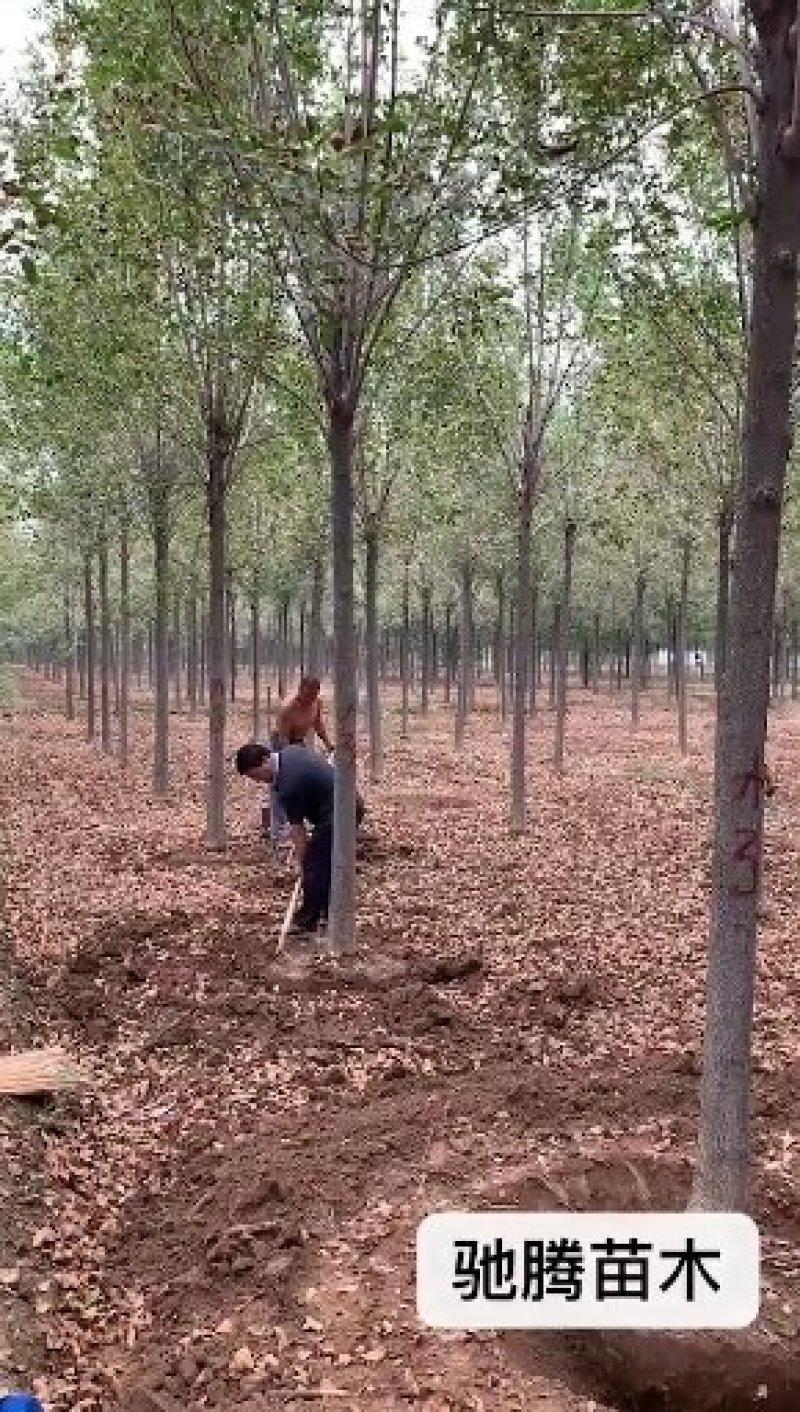 【山东苗圃直发】白蜡1-18公分工程苗裸根土球均可提供！