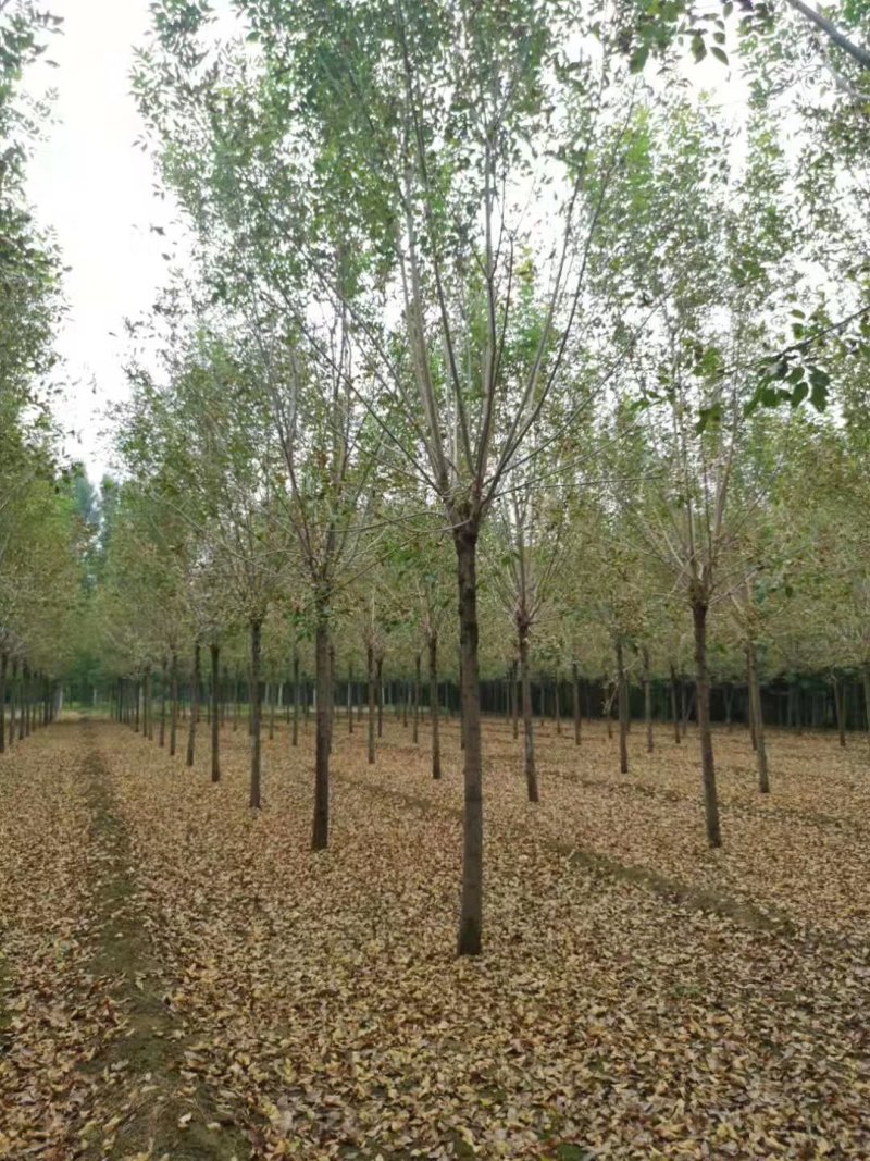 【山东苗圃直发】白蜡1-18公分工程苗裸根土球均可提供！