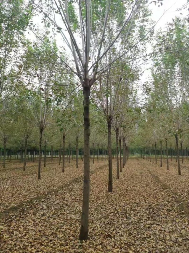 【山东苗圃直发】白蜡1-18公分工程苗裸根土球均可提供！