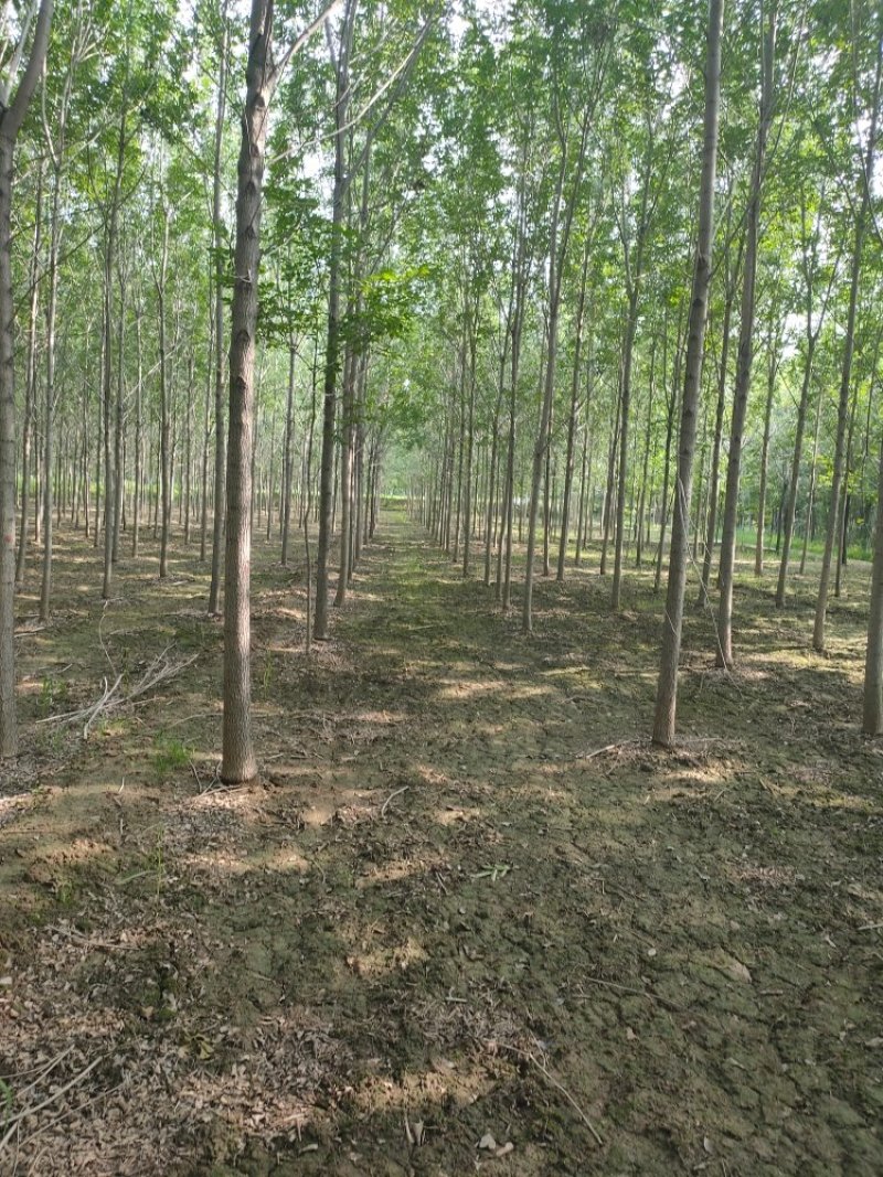 【山东苗圃直发】白蜡1-18公分工程苗裸根土球均可提供！