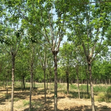 【山东苗圃直发】白蜡1-18公分工程苗裸根土球均可提供！