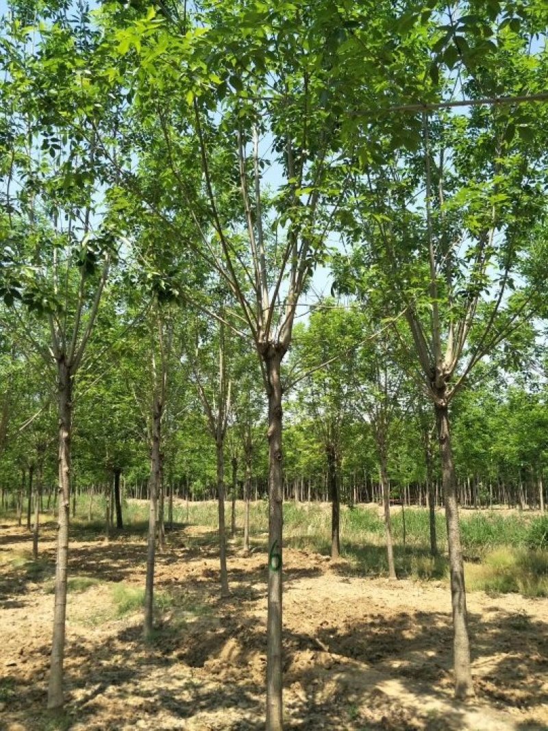 【山东苗圃直发】白蜡1-18公分工程苗裸根土球均可提供！