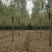【山东苗圃直发】白蜡1-18公分工程苗裸根土球均可提供！