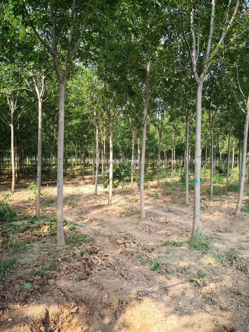 【山东苗圃直发】白蜡1-18公分工程苗裸根土球均可提供！
