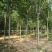 【山东苗圃直发】白蜡1-18公分工程苗裸根土球均可提供！