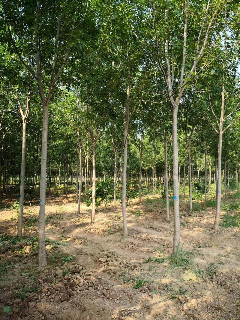 【山东苗圃直发】白蜡1-18公分工程苗裸根土球均可提供！