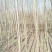 【山东苗圃直发】白蜡1-18公分工程苗裸根土球均可提供！