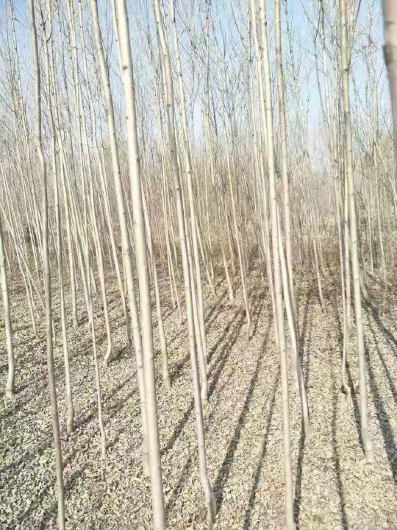 【山东苗圃直发】白蜡1-18公分工程苗裸根土球均可提供！