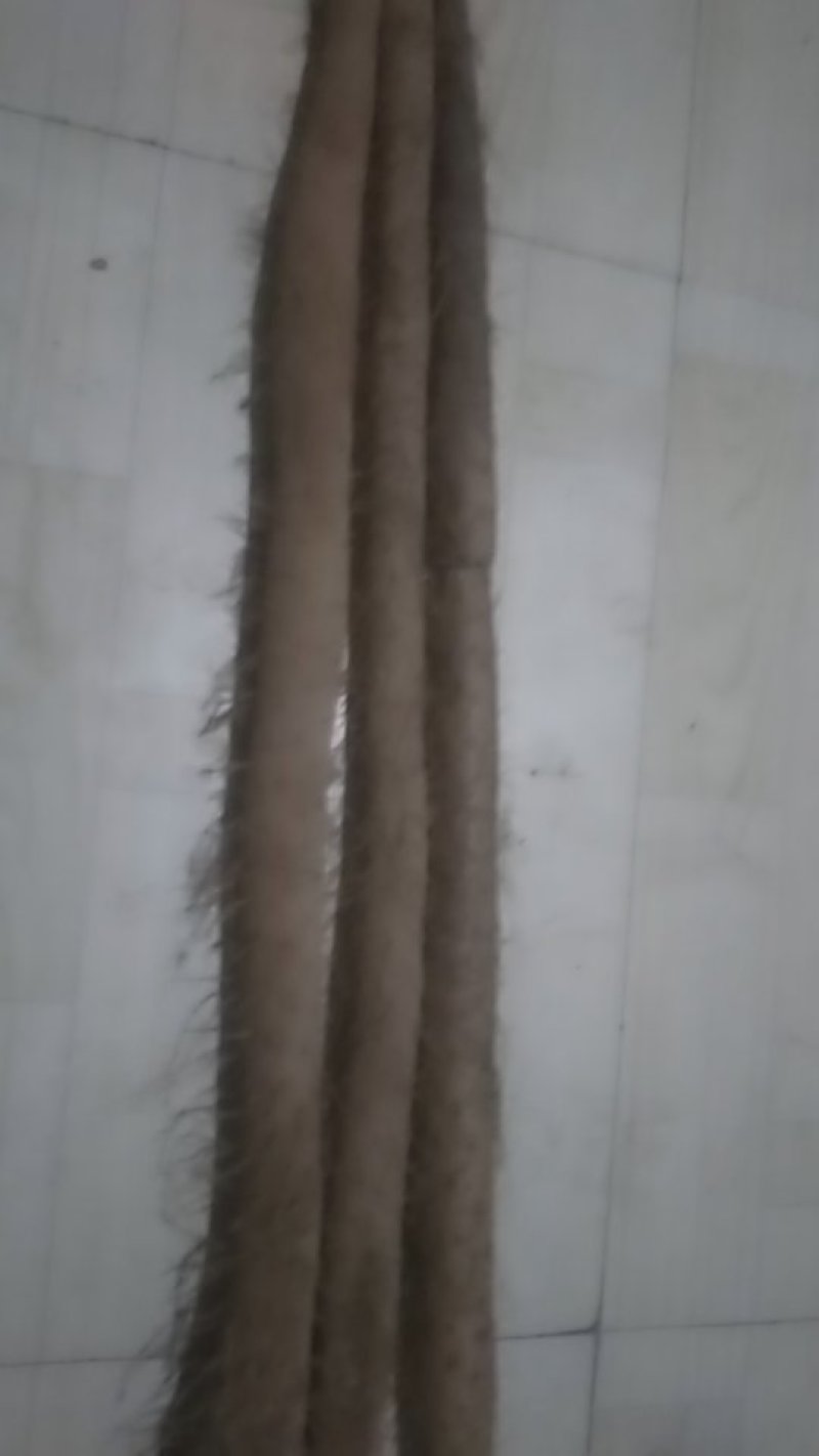 河北大名白玉山药即将大量上市