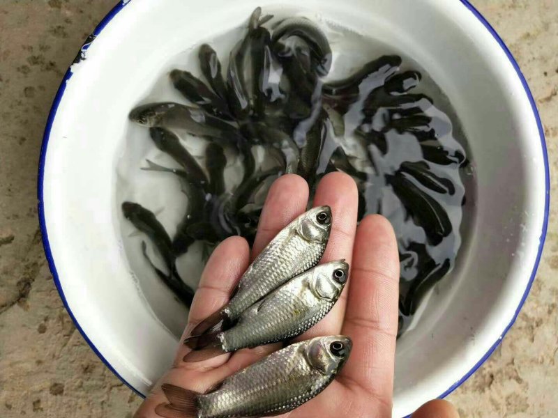 鲫鱼苗