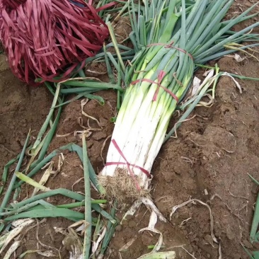 长白大葱大量供应一手货源产地直销欢迎选购