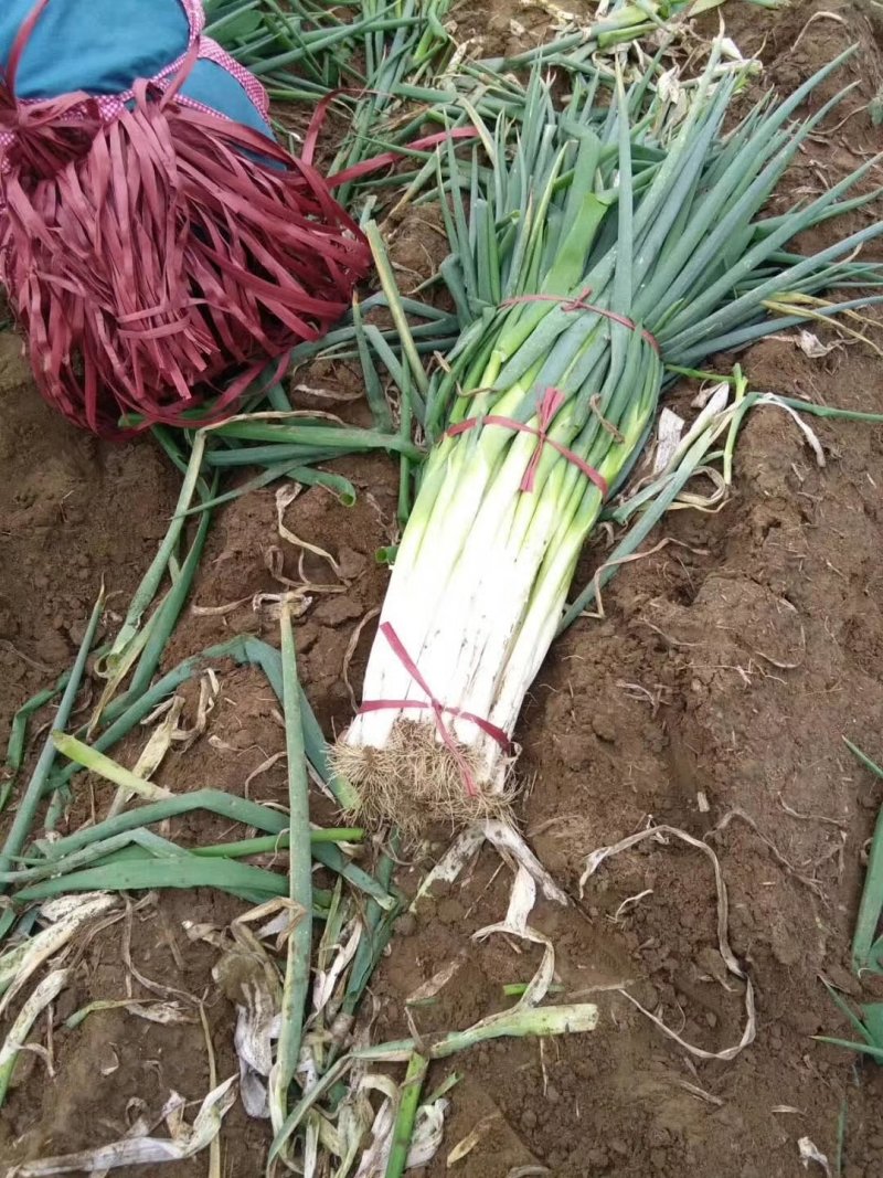 长白大葱大量供应一手货源产地直销欢迎选购
