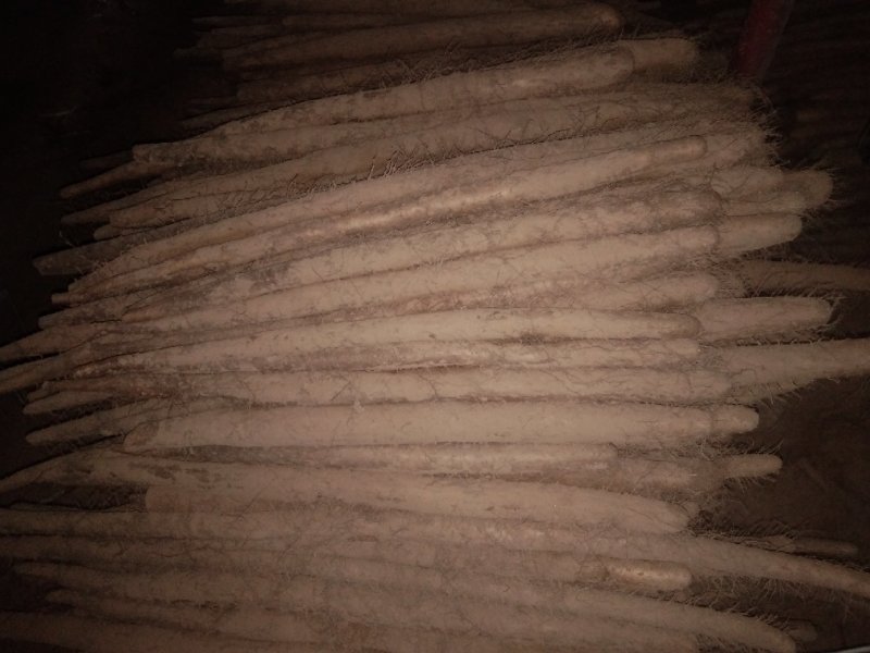 河北大名白玉山药即将大量上市