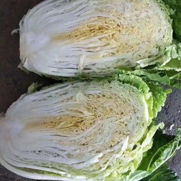 黄心白菜五斤以上