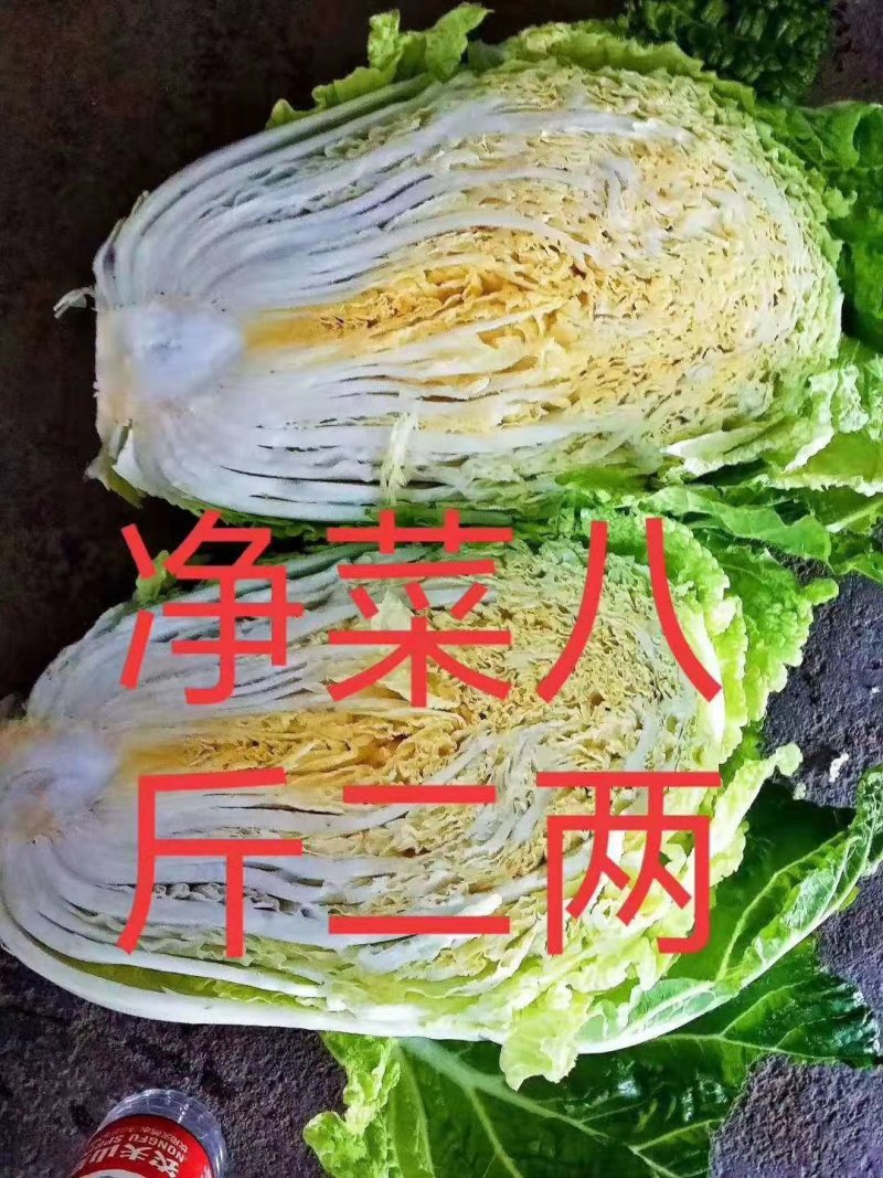 黄心白菜五斤以上