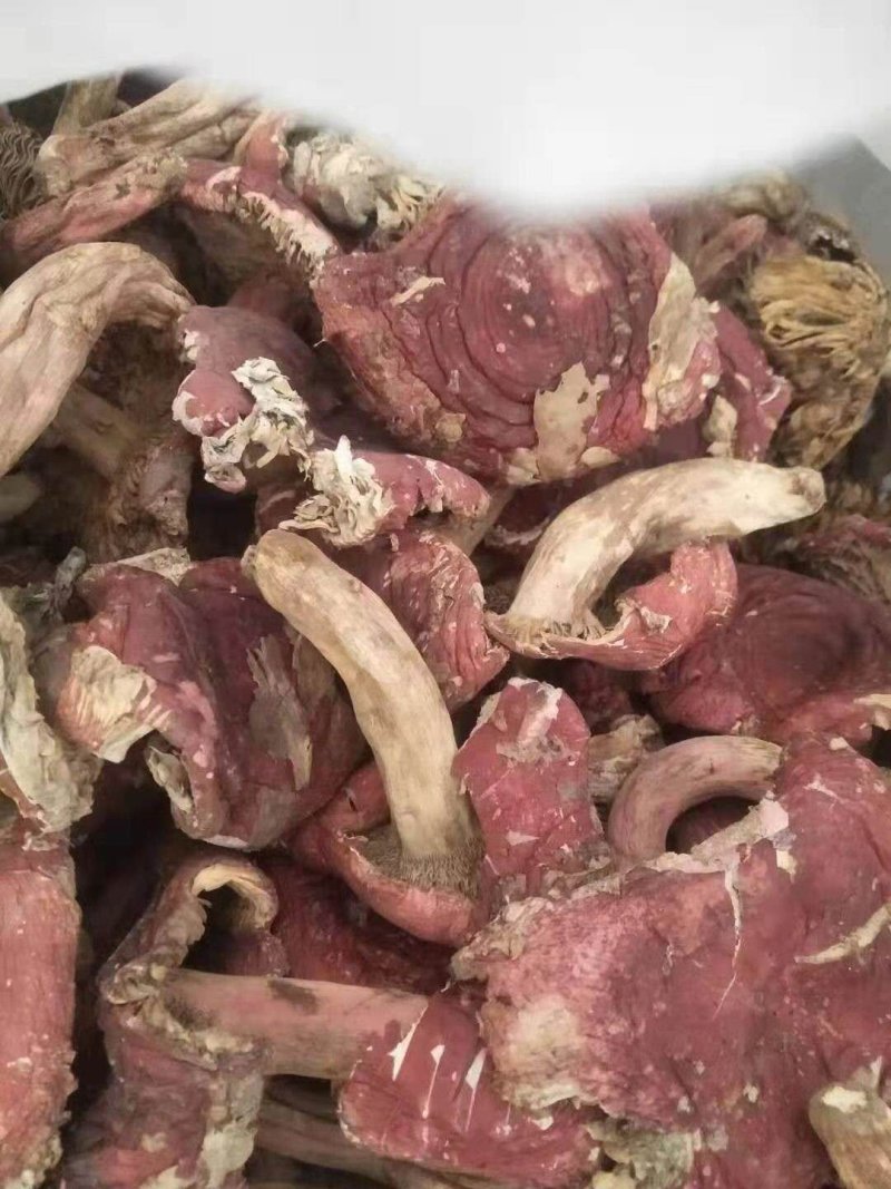 红菇