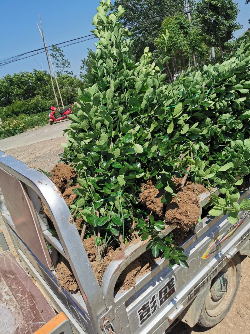北海道黄杨，日本东青，日本黄杨，使用园墙绿篱