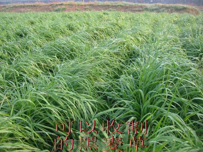 进口耐寒牧草种子多年生黑麦草种子喂养鸡鸭鹅猪牛羊鱼草