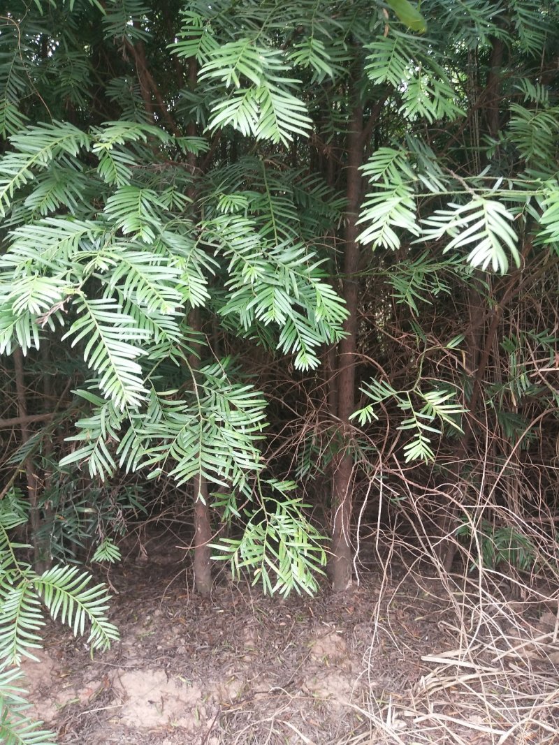 红豆杉