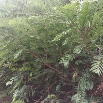 红豆杉
