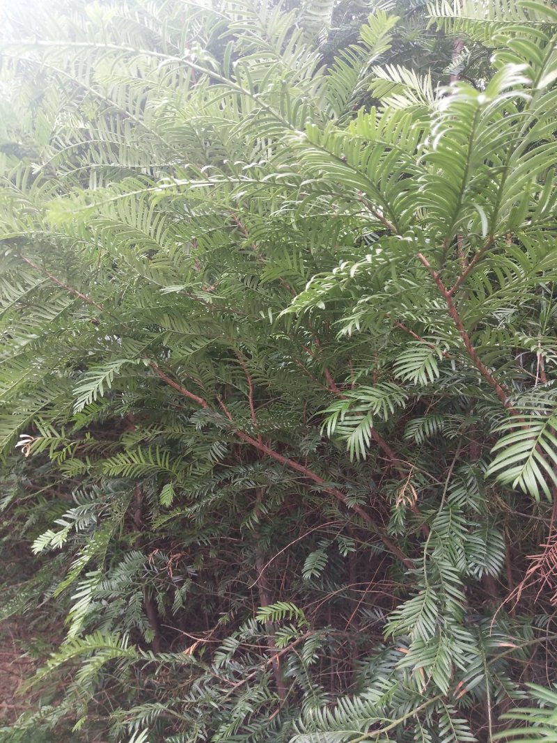 红豆杉