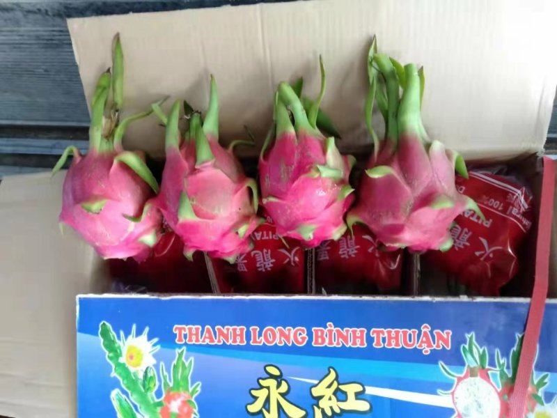 越南白心火龙果