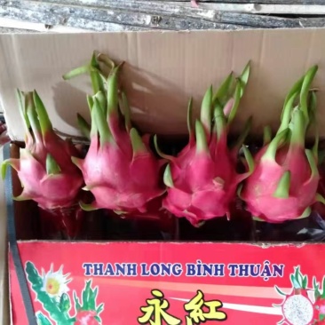 越南白心火龙果