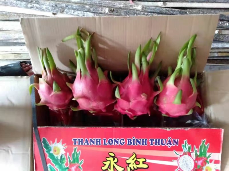 越南白心火龙果