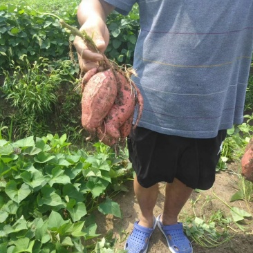 蜜薯