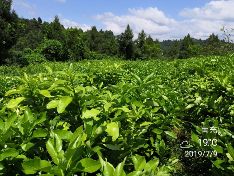 红心柚苗三红柚脆香甜柚子苗泰国红宝石青柚苗产地直供
