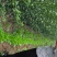 枳壳苗基地60万株现起苗积壳芽苗积壳种子价格便宜