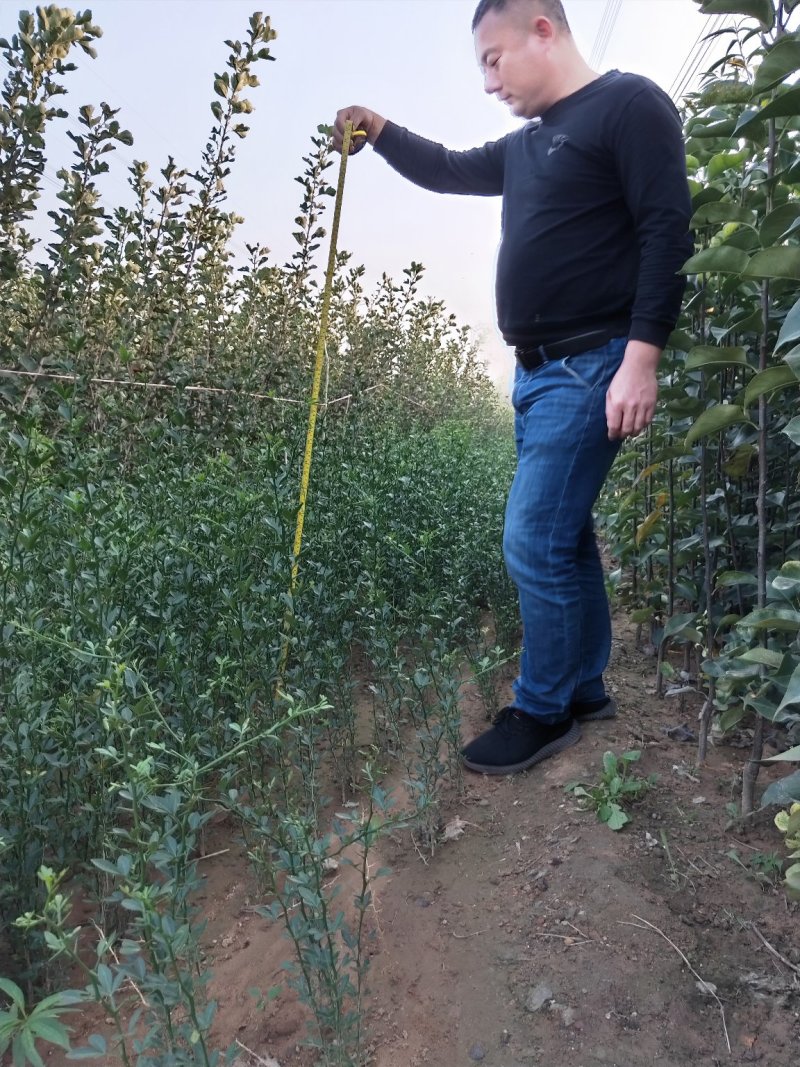批枳壳苗粗度0.4柑橘苗占木积壳小苗现货预定优惠