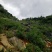 贵州大山黑山羊