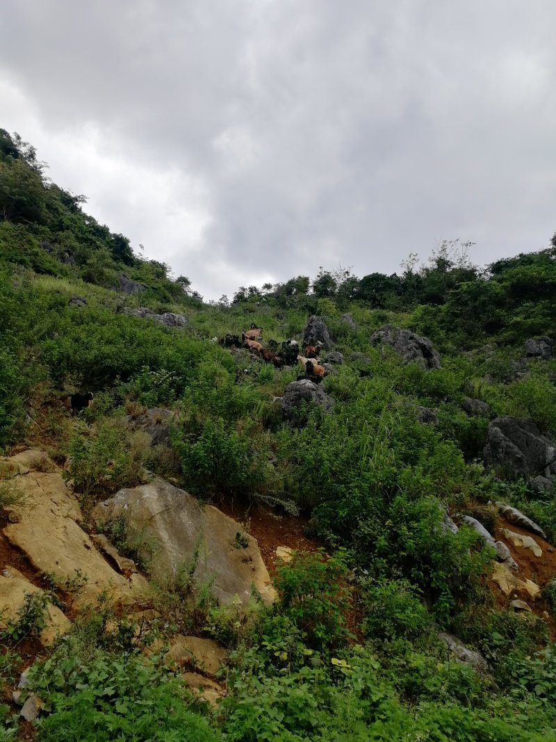 贵州大山黑山羊