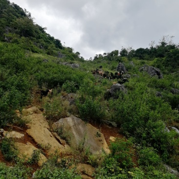 贵州大山黑山羊
