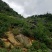 贵州大山黑山羊