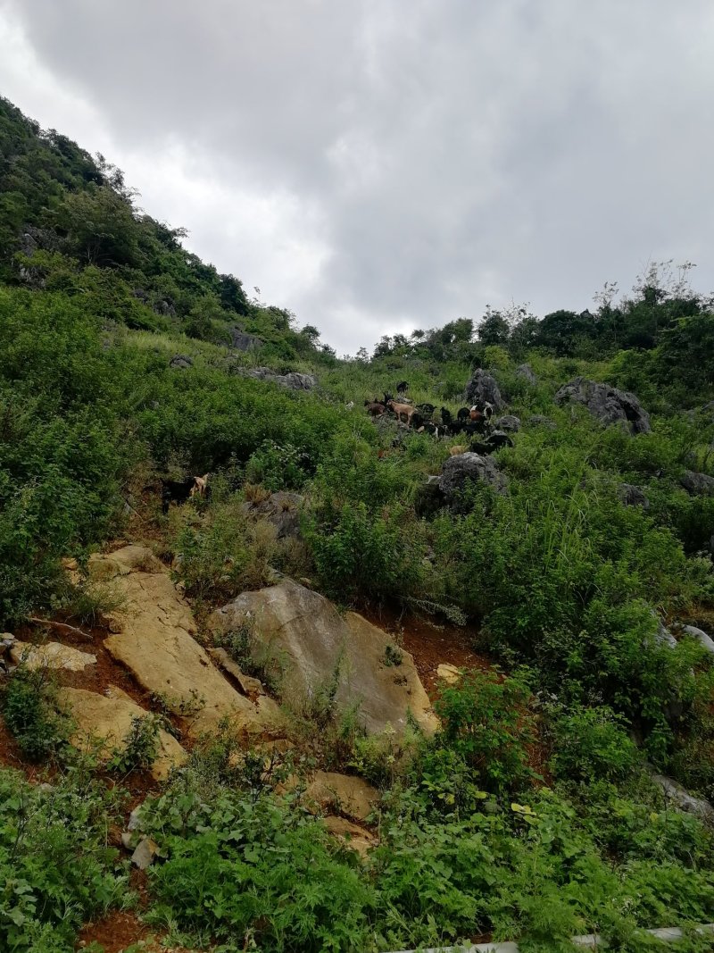 贵州大山黑山羊