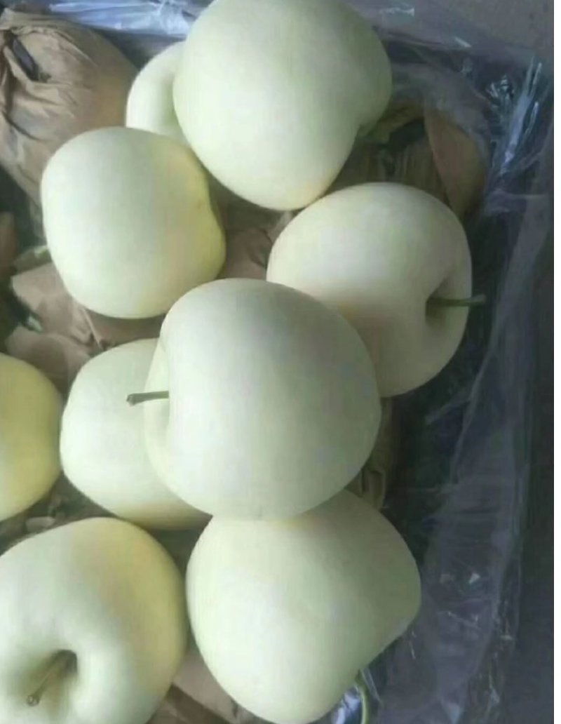 绥中黄元帅大量上市。。