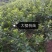 樱桃苗，假一赔十，量大从优，包结果，易栽种，成活率高，可