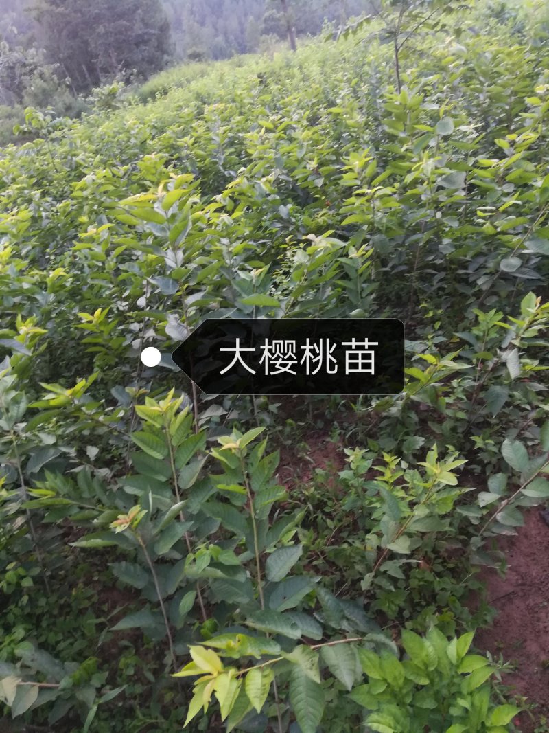 樱桃苗，假一赔十，量大从优，包结果，易栽种，成活率高，可