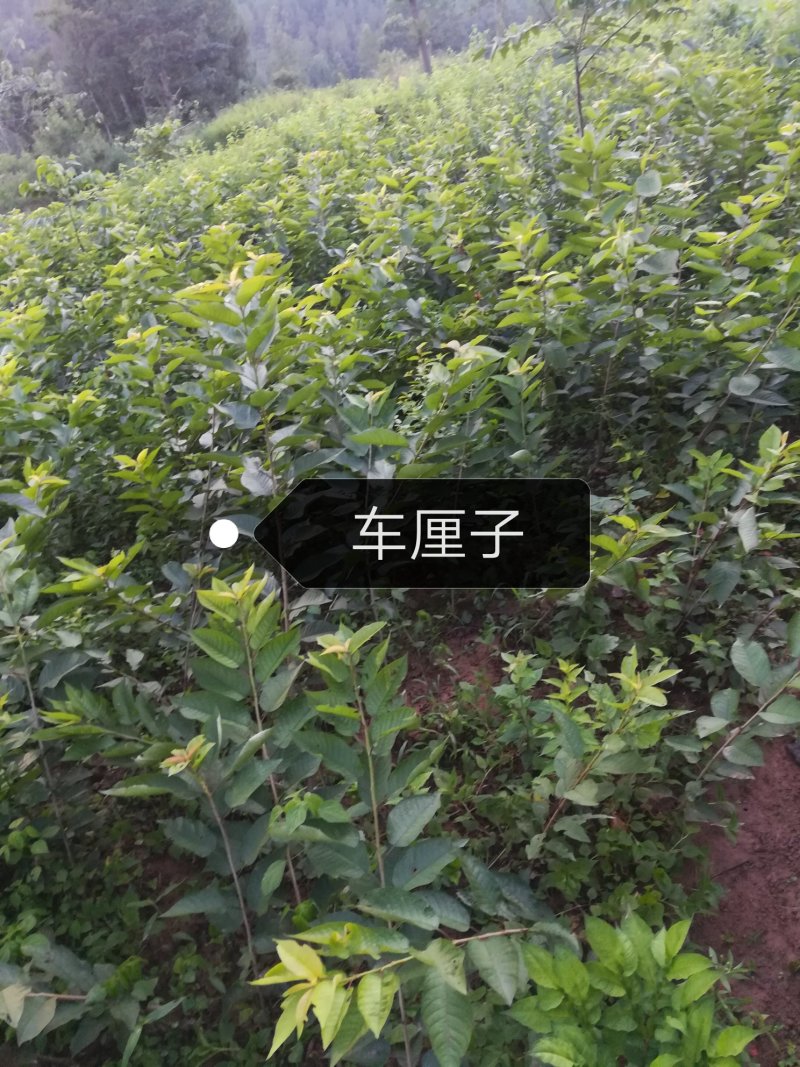樱桃苗，假一赔十，量大从优，包结果，易栽种，成活率高，可
