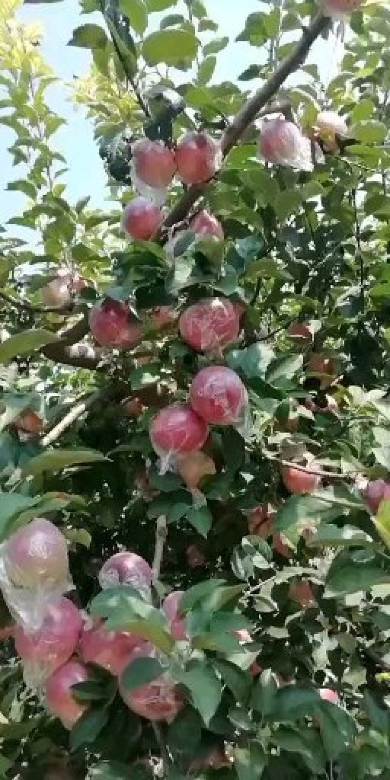 北海道，红星，果红