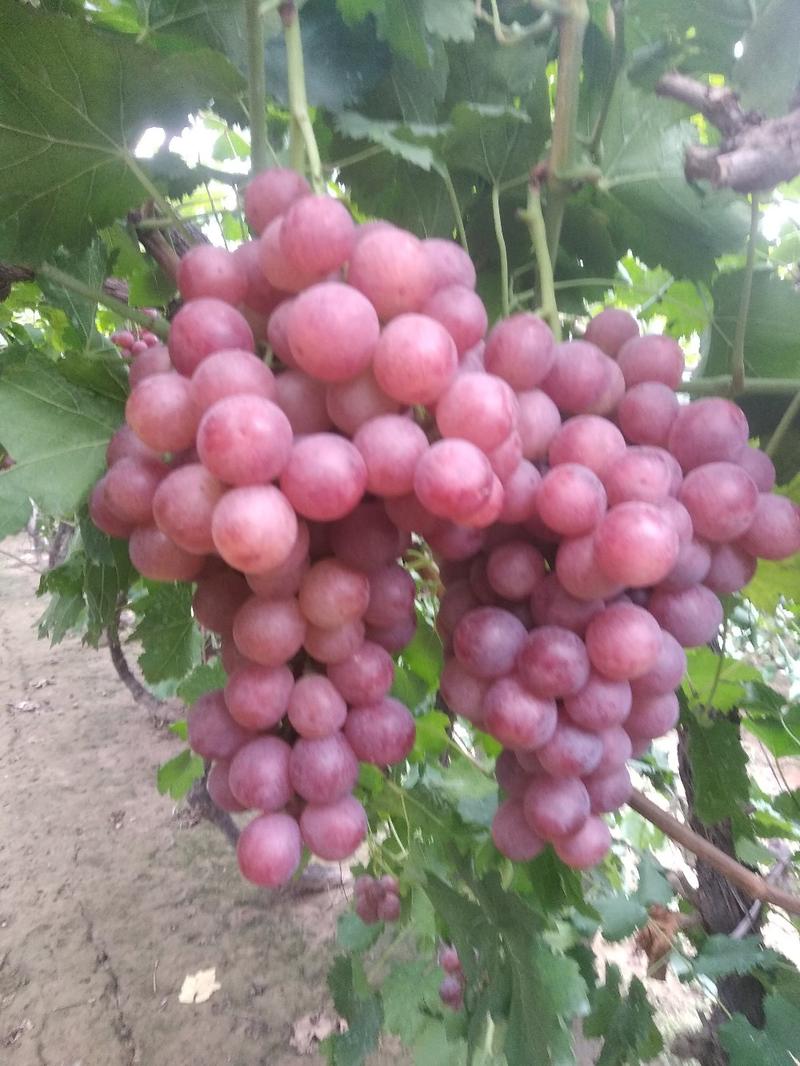 红提葡萄大量上市