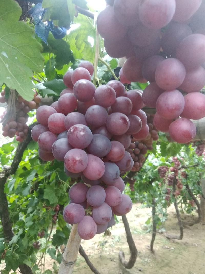 红提葡萄大量上市