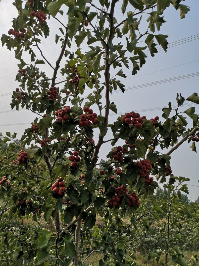 革命老区沂蒙山山楂糕，包邮，损坏包赔