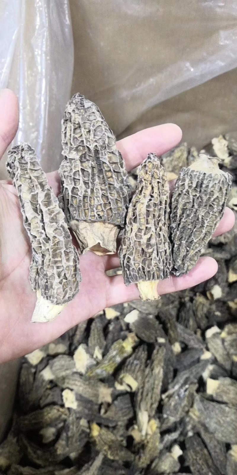 新疆天山野生羊肚菌干品（特优）