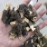 新疆天山野生羊肚菌干品（特优）