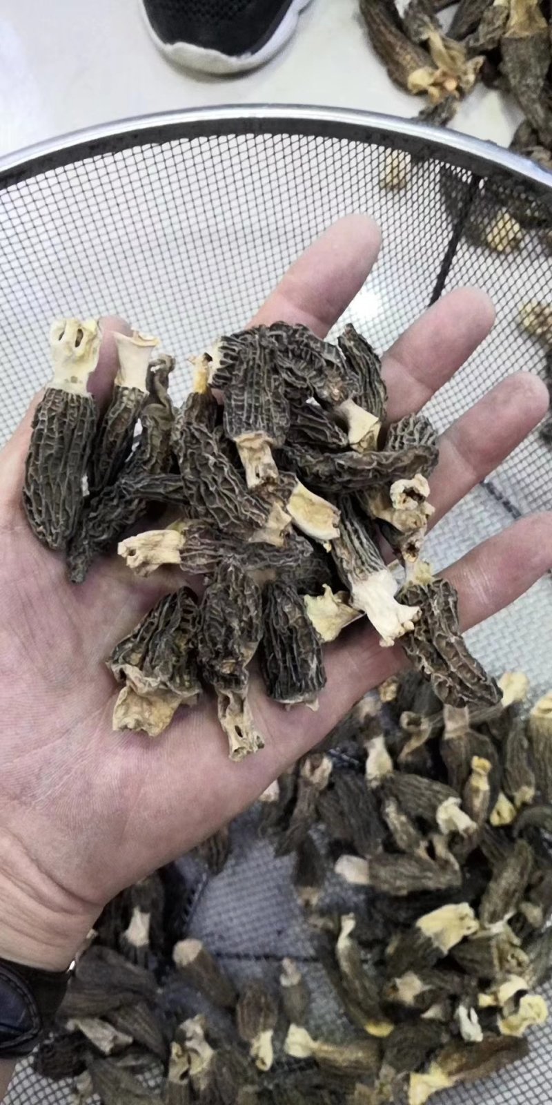 新疆天山野生羊肚菌干品（特优）